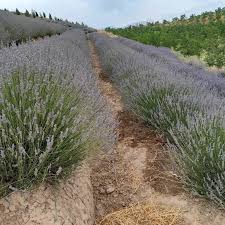 Medicinal Plant Raw Materials - Image 5